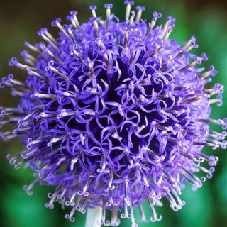 Veitchs Blue Globe Thistle