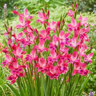 Hardy Gladiolus