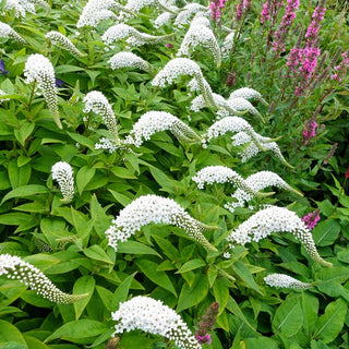 Gooseneck Loosestrife