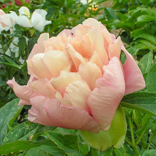 Oochigeas Itoh Peony