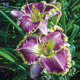 Bestseller Reblooming Daylily