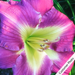 Bestseller Reblooming Daylily