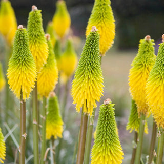 Red Hot Pokers