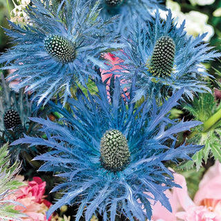 Blue Star Sea Holly