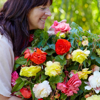 Fragrant Hanging Basket Begonia Mixture