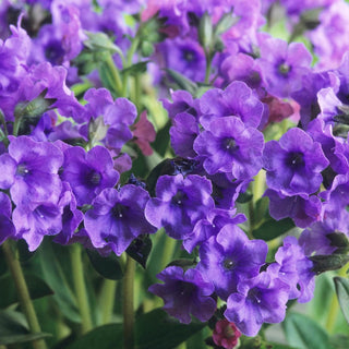 Blue Ensign Lungwort