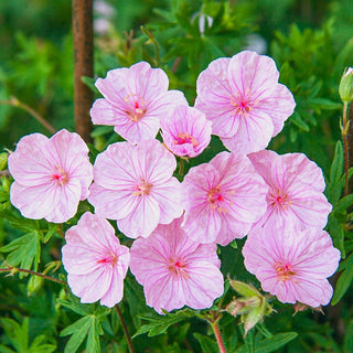 Striatum Geranium