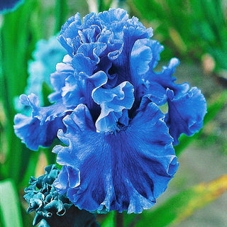 Sea Power Iris