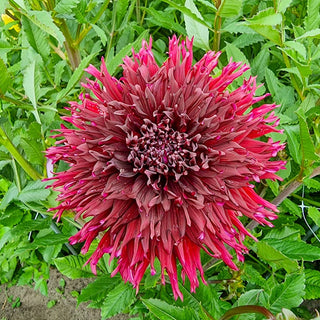 Kenora Macob Dahlia