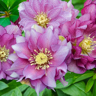 Maid Of Honor Hellebore