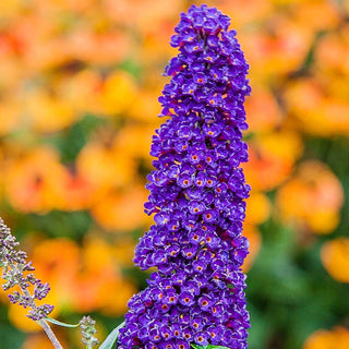 Black Knight Butterfly Bush