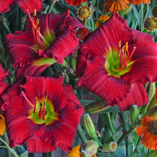 Funny Daylily Valentine