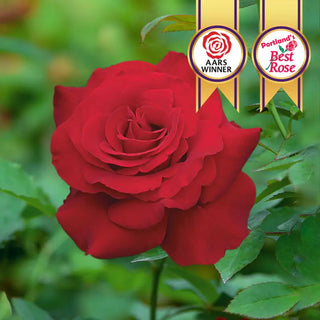 Opening Night Hybrid Tea Rose