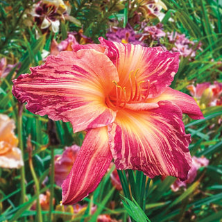 Pink Stripes Daylily 66666