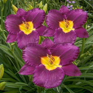 Bela Lugosi Daylily