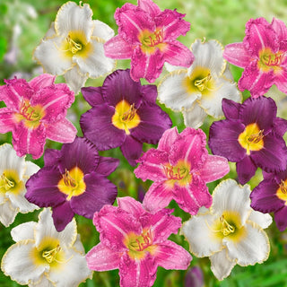 Wow Daylily Blend