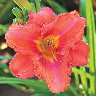 South Seas Daylily