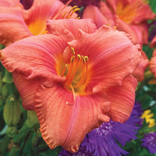 South Seas Daylily