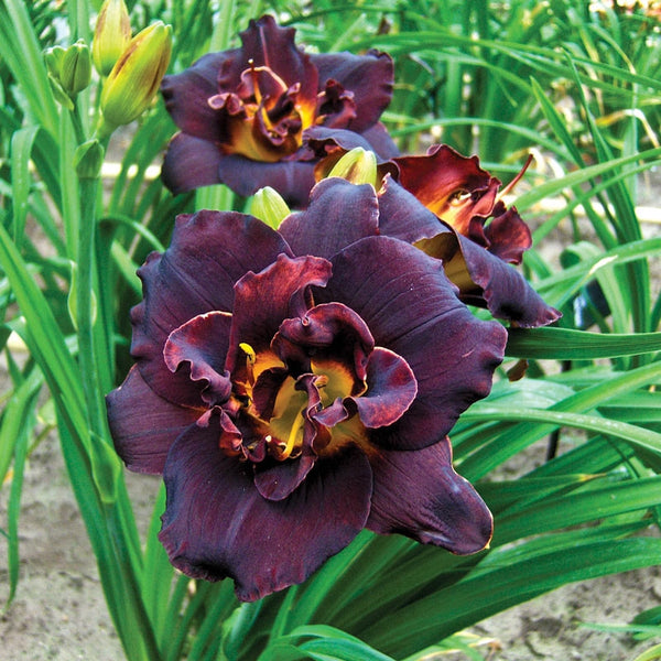 Daylily PSYCHO CIRCUS Live Plant Bold Black Purple Flowers 2024 Perennial zone 4-9 U S A Seller