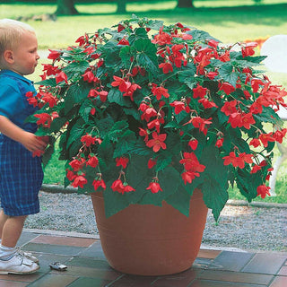 Bertinii Everblooming Begonia