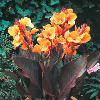 Louis Cotton Dwarf Canna