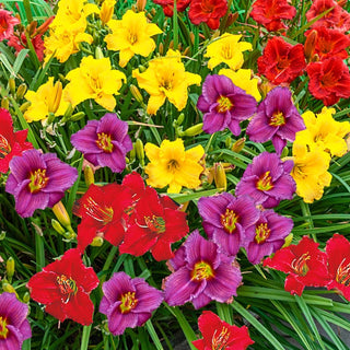 Dwarf Daylily Mixture