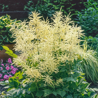 Goatsbeard