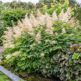 Goatsbeard