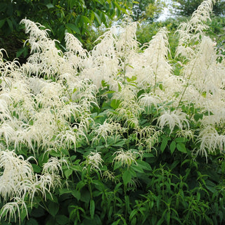 Goatsbeard