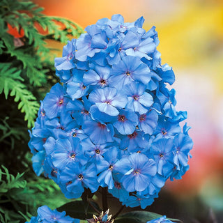 Blue Boy Tall Phlox