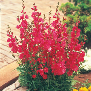 Brilliant Miniature Hollyhock