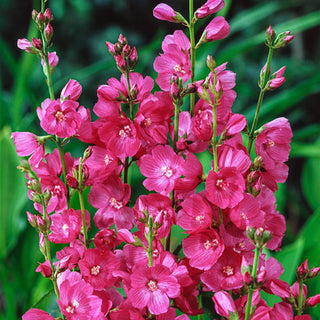 Brilliant Miniature Hollyhock