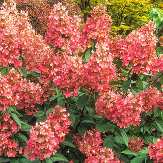 Pink Diamond Hydrangea