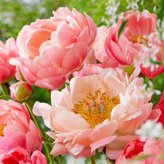 Coral Charm Peony