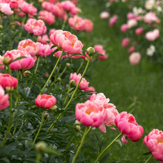 Coral Charm Peony