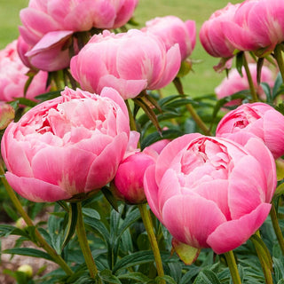 Coral Charm Peony