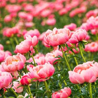 Coral Charm Peony