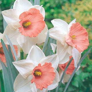 Pink Daffodil Collection