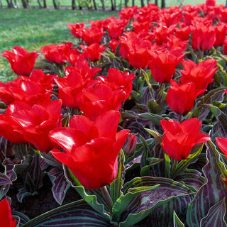 Red Riding Hood Tulip