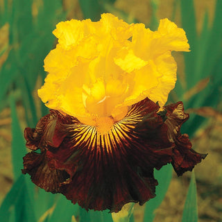 Pirate Ahoy Bearded Iris