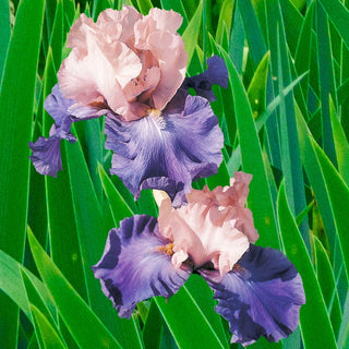 Poem Of Ecstasy Bearded Iris