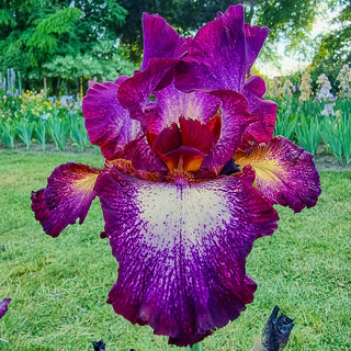 Tennison Ridge Reblooming Bearded Iris