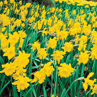 Brecks Colossal Daffodil