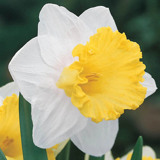 Trumpet Daffodils