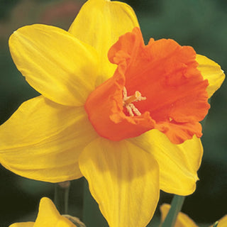 Fortissimo Daffodil