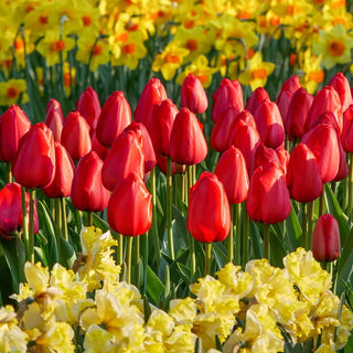 Red Dynasty Tulip