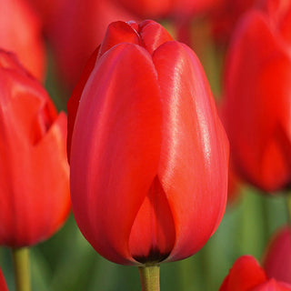 Red Dynasty Tulip