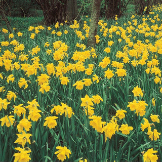 Giant Yellow Jonquils For Naturalizing