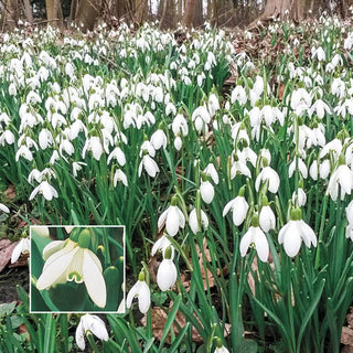 Early Snowdrops