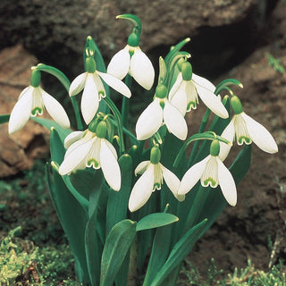 Early Snowdrops